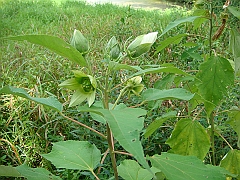 070 Longwood Gardens [2008 August 23]